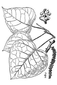 <i>Populus balsamifera</i> L. var. michauxii (Dode) A. Henry