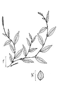 <i>Polygonum caespitosum</i> Blume, orth. var.
