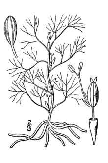 <i>Podostemum abrotanoides</i> Nutt.