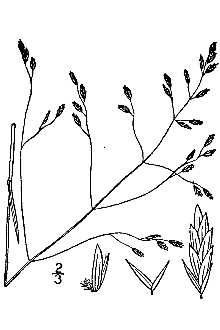 <i>Poa arctica</i> R. Br. ssp. williamsii (Nash) Hultén
