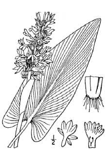 <i>Pontederia cordata</i> L. var. lancifolia (Muhl. ex Elliott) Torr.