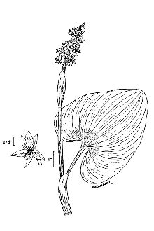 <i>Pontederia cordata</i> L. var. angustifolia (Pursh) Torr. & Elliott