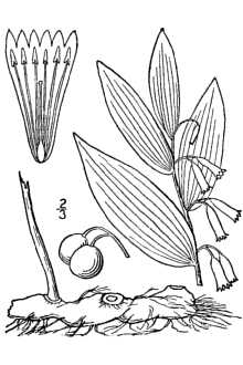 <i>Polygonatum canaliculatum</i> auct. non (Muhl. ex Willd.) Pursh