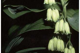 <i>Convallaria biflora</i> Walter p.p.