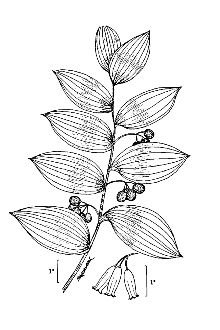 <i>Convallaria biflora</i> Walter p.p.