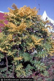 <i>Arthrophyllum pinnatum</i> (Lam.) C.B. Clarke