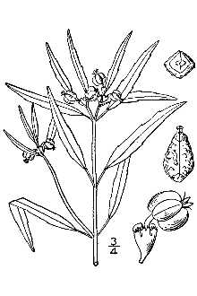 <i>Poinsettia cuphosperma</i> Engelm.