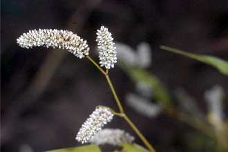 <i>Persicaria glabra</i> (Willd.) G. Maza