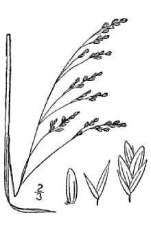 <i>Poa saltuensis</i> Fernald & Wiegand var. microlepis Fernald & Wieg.