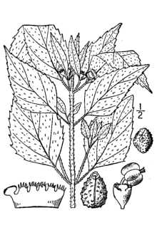 <i>Euphorbia dentata</i> Michx. var. rigida Engelm.