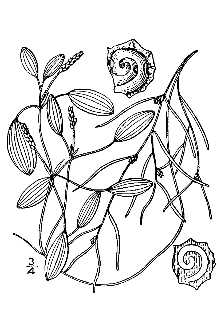 <i>Potamogeton dimorphus</i> Raf.