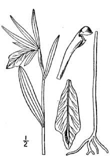 <i>Cleistesiopsis divaricata</i> (L.) Pansarin & F. Barros