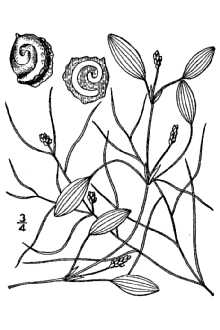 <i>Potamogeton capillaceus</i> Poir. p.p.