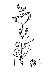 <i>Potamogeton capillaceus</i> Poir. var. atripes Fernald