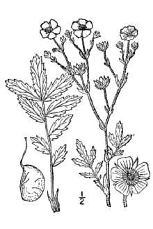 <i>Potentilla hippiana</i> Lehm. var. filicaulis (Nutt.) B. Boivin