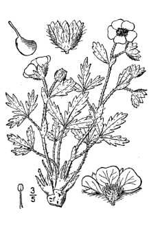 <i>Potentilla hyparctica</i> Malte var. elatior (Abrom.) Fernald