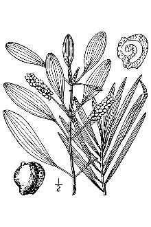 <i>Potamogeton epihydrus</i> Raf. var. nuttallii (Cham. & Schltdl.) Fernald