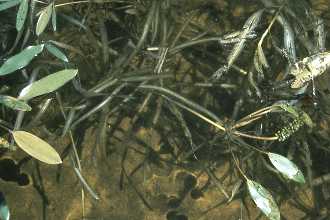 <i>Potamogeton epihydrus</i> Raf. var. ramosus (Peck) House