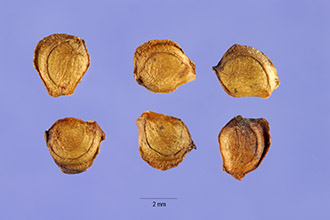 <i>Potamogeton epihydrus</i> Raf. var. ramosus (Peck) House
