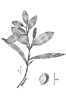 <i>Potamogeton epihydrus</i> Raf. ssp. nuttallii (Cham. & Schltdl.) Calder & Roy L. Taylor