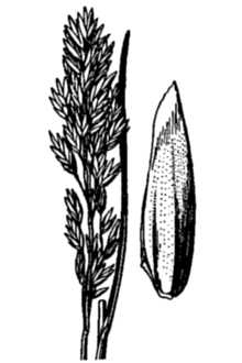 <i>Poa cusickii</i> Vasey var. epilis (Scribn.) C.L. Hitchc.
