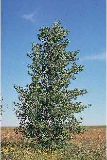 <i>Populus canadensis</i> Moench var. eugenei (Simon-Louis) Schelle
