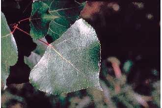 <i>Populus canadensis</i> Moench var. serotina (T. Hartig) Rehder