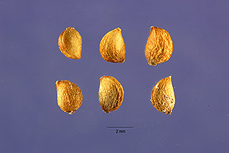 <i>Potamogeton filiformis</i> Pers.