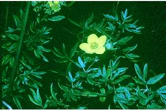 <i>Potentilla fruticosa</i> L. var. tenuifolia Lehm.