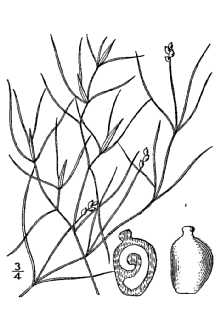<i>Potamogeton pusillus</i> L. var. gemmiparus J.W. Robbins