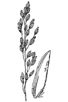 <i>Poa glauca</i> Vahl ssp. conferta (Blytt) Lindm.