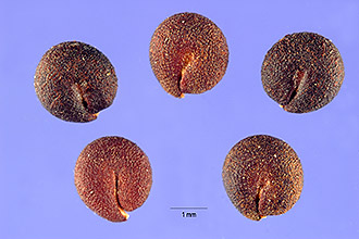 <i>Polanisia graveolens</i> Raf.