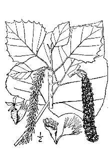 <i>Populus grandidentata</i> Michx. var. angustata Vict.