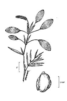 <i>Potamogeton gramineus</i> L. var. myriophyllus J.W. Robbins