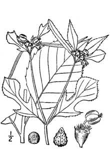<i>Euphorbia prunifolia</i> Jacq.