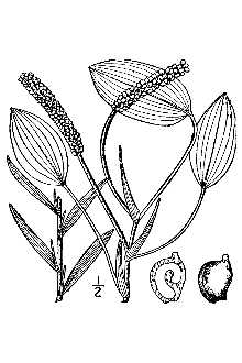 <i>Potamogeton heterophyllus</i> Schreb.