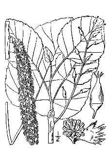 <i>Populus argentea</i> Michx. f.