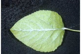 <i>Populus argentea</i> Michx. f.