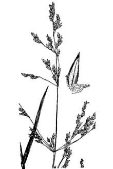 <i>Poa bolanderi</i> Vasey ssp. howellii (Vasey & Scribn.) D.D. Keck
