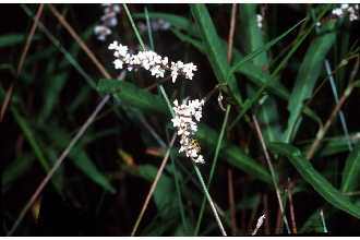 <i>Polygonum hydropiperoides</i> Michx. var. asperifolium Stanford