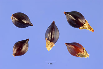<i>Polygonum hydropiperoides</i> Michx. var. strigosum (Small) Stanford