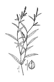 <i>Polygonum hydropiperoides</i> Michx. var. breviciliatum Fernald