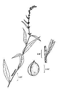 <i>Persicaria hydropiper</i> (L.) Opiz