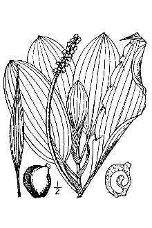 <i>Potamogeton angustifolius</i> Bercht. & C. Presl
