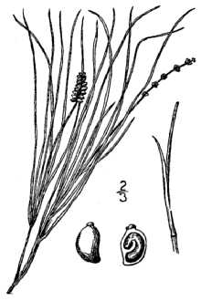 <i>Potamogeton filiformis</i> Pers. var. occidentalis (J.W. Robbins) Morong