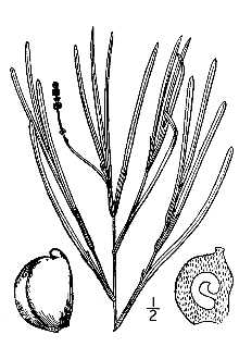 <i>Potamogeton vaginatus</i> Turcz.