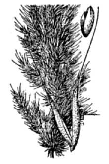 Ditch Rabbitsfoot Grass