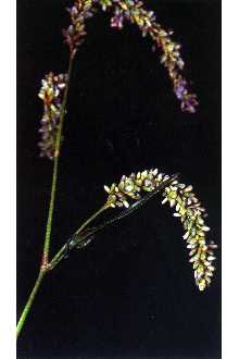 <i>Persicaria incarnata</i> (Elliott) Small