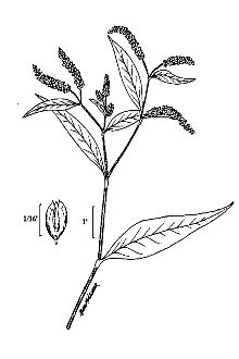<i>Polygonum lapathifolium</i> L. var. nodosum (Pers.) Small