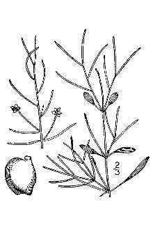 <i>Potamogeton panormitanus</i> Biv. var. minor Biv.
